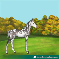 Horse Color:Platinum White Spotted Silver Buckskin Near Leopard 