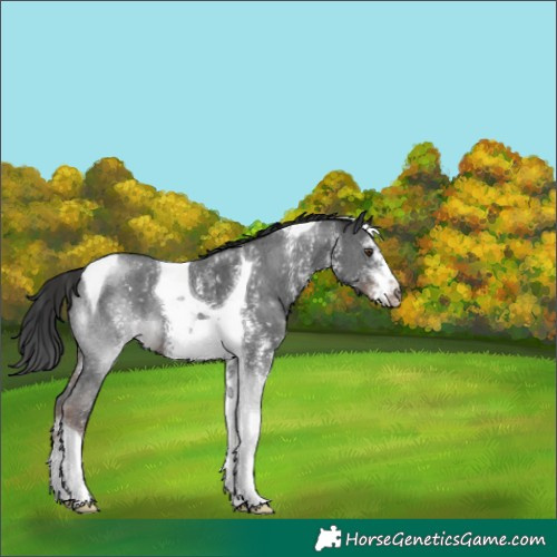 Horse Color:Liver Chestnut Sabino Tobiano 