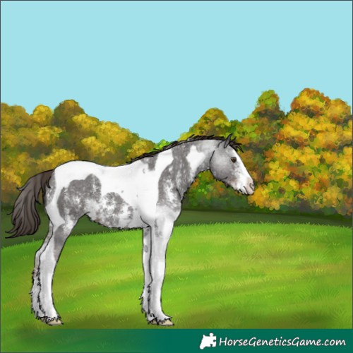 Horse Color:Liver Chestnut Sabino Tobiano 
