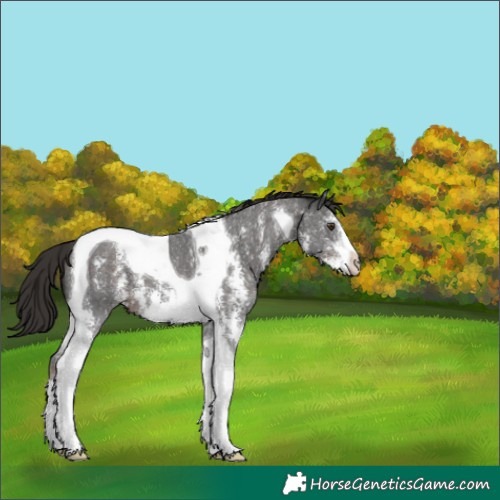 Horse Color:Liver Chestnut Sabino Tobiano 