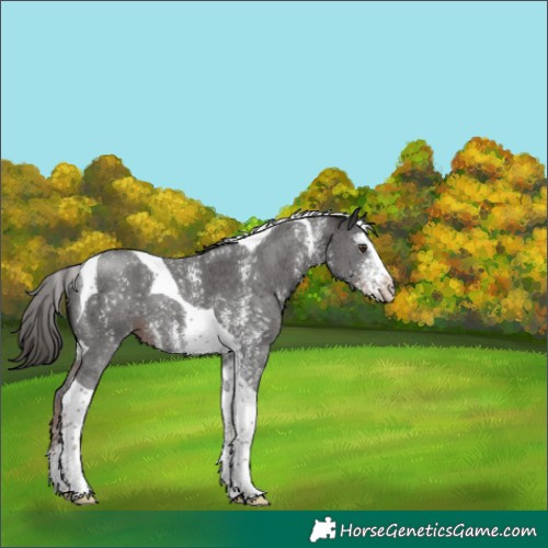 Horse Color:Liver Chestnut Sabino Tobiano 