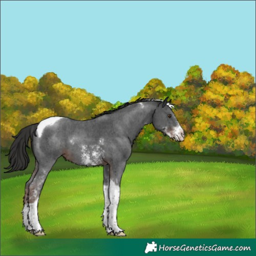 Horse Color:Liver Chestnut Sabino Tobiano 