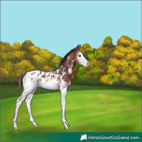 Horse Color:White Spotted Chocolate Bay Appaloosa 