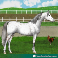 Horse Color:Gray Bay Appaloosa