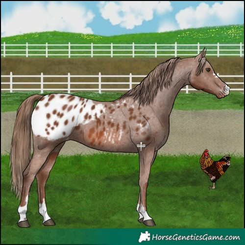 Horse Color:Chestnut Blanket 
