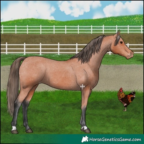 Horse Color:Bay Varnish 