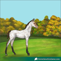 Horse Color:Bay Roan Dun Appaloosa 