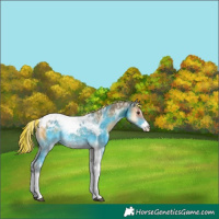Horse Color:Painted Palomino Onyx Sabino Tobiano Appaloosa 
