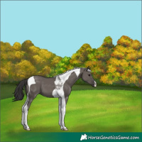 Horse Color:Smoky Grullo Tobiano 