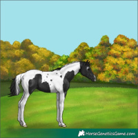 Horse Color:Gray Smoky Black Tobiano 