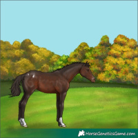 Horse Color:Liver Chestnut Appaloosa 
