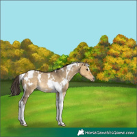 Horse Color:White Spotted Buckskin Dun Tobiano Rabicano 