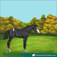 Horse Color:Black Sabino Appaloosa
