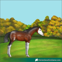 Horse Color:Brown Sabino Splash Appaloosa 