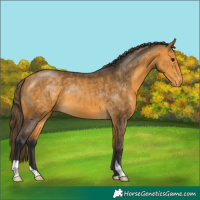 Horse Color:Buckskin Appaloosa
