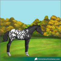 Horse Color:Black Near Leopard 