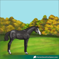 Horse Color:Smoky Black Sabino Appaloosa