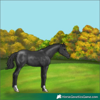 Horse Color:Black 