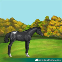 Horse Color:Black Appaloosa 