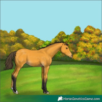 Horse Color:Buckskin 