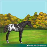 Horse Color:Smoky Black Appaloosa 