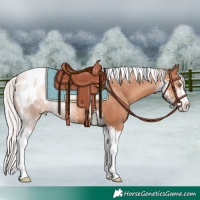 Horse Color:Silver Classic Champagne Sabino Tobiano Appaloosa Rabicano 