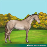 Horse Color:Grullo Pearl Rabicano 