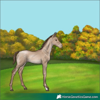Horse Color:Grullo Pearl 