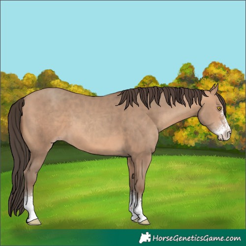 Horse Color:Amber Champagne Sabino