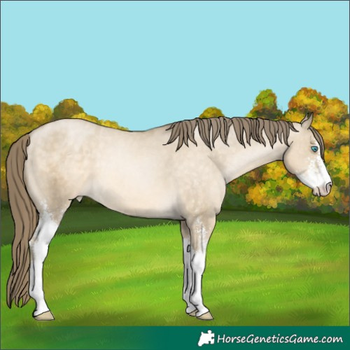 Horse Color:Buckskin Pearl Dun Sabino Appaloosa 