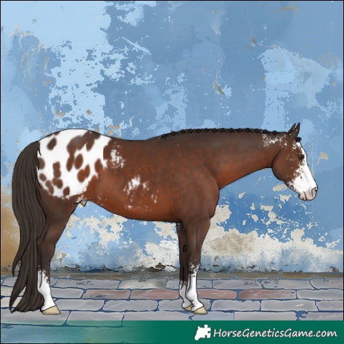 Horse Color:Liver Chestnut Sabino Blanket 
