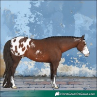 Horse Color:Liver Chestnut Sabino Blanket
