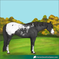 Horse Color:Black Sabino Snowcap