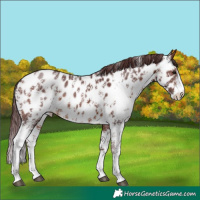 Horse Color:Chocolate Brown Sabino Appaloosa Rabicano 