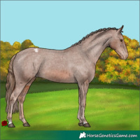 Horse Color:Chestnut Appaloosa 