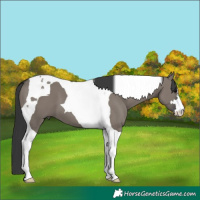 Horse Color:Grullo Tobiano