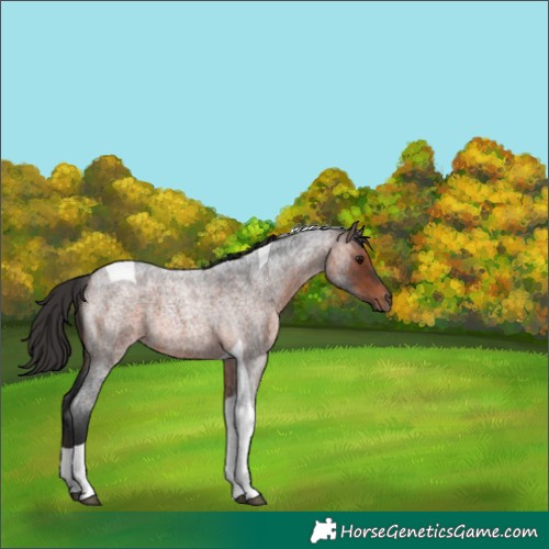 Horse Color:Bay Roan Tobiano 
