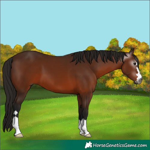 Horse Color:Gray Bay 