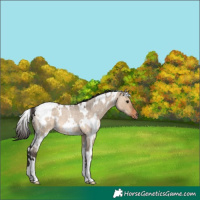 Horse Color:White Spotted Bay Roan Dun 