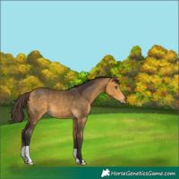 Horse Color:Buckskin