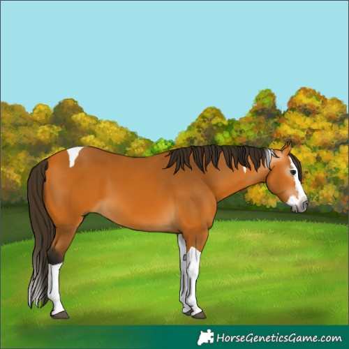 Horse Color:Gray Buckskin Splash Tobiano 