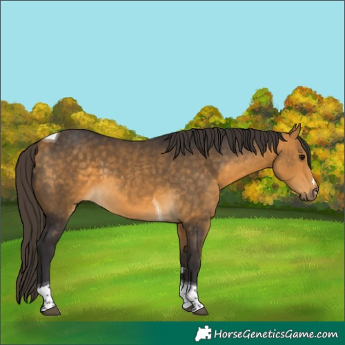 Horse Color:Buckskin Tobiano