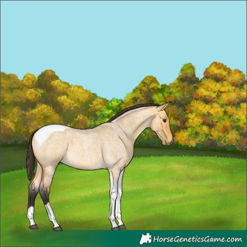 Horse Color:Buckskin Roan Dun Tobiano 