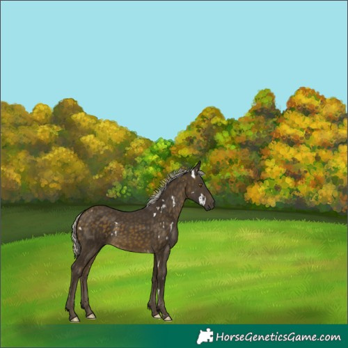 Horse Color:White Spotted Silver Buckskin 