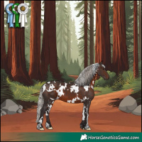 Horse Color:White Spotted Silver Brown