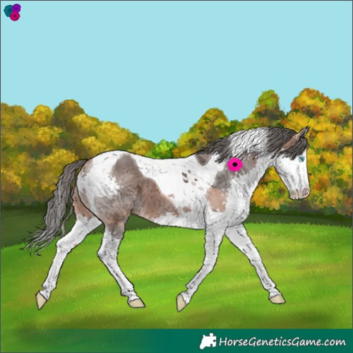 Horse Color:Bay Merle Splash Tobiano