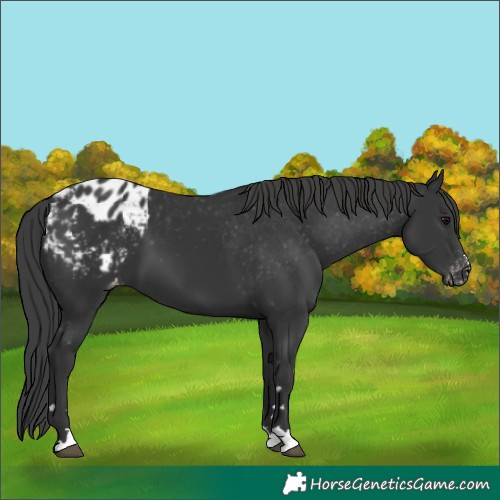 Horse Color:Black Appaloosa 