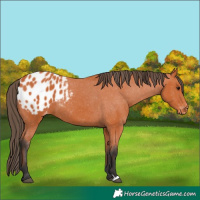 Horse Color:Bay Appaloosa 