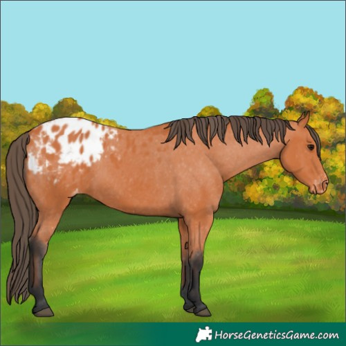 Horse Color:Bay Appaloosa