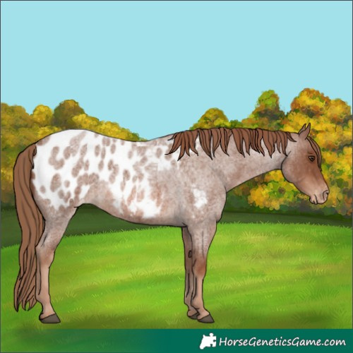 Horse Color:Red Roan Appaloosa 
